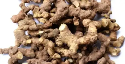 How Polygonatum Officinale Rhizome Root Extract Supports Immune Function?